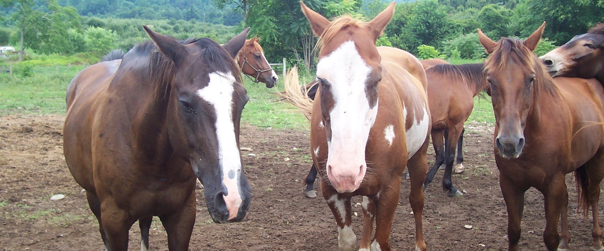 Hopoti - Circle B Stable - Book Your Riding Lessons