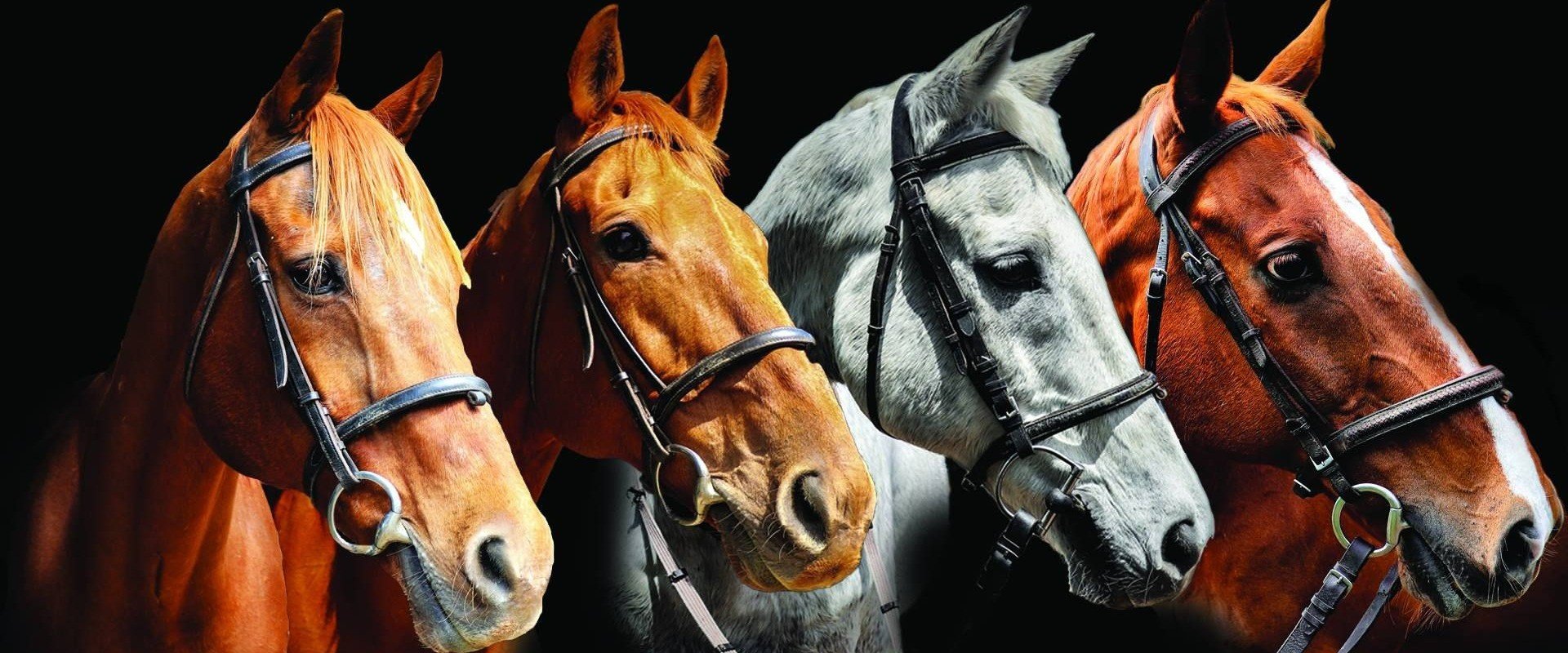 Sterntaler Equestrian Services