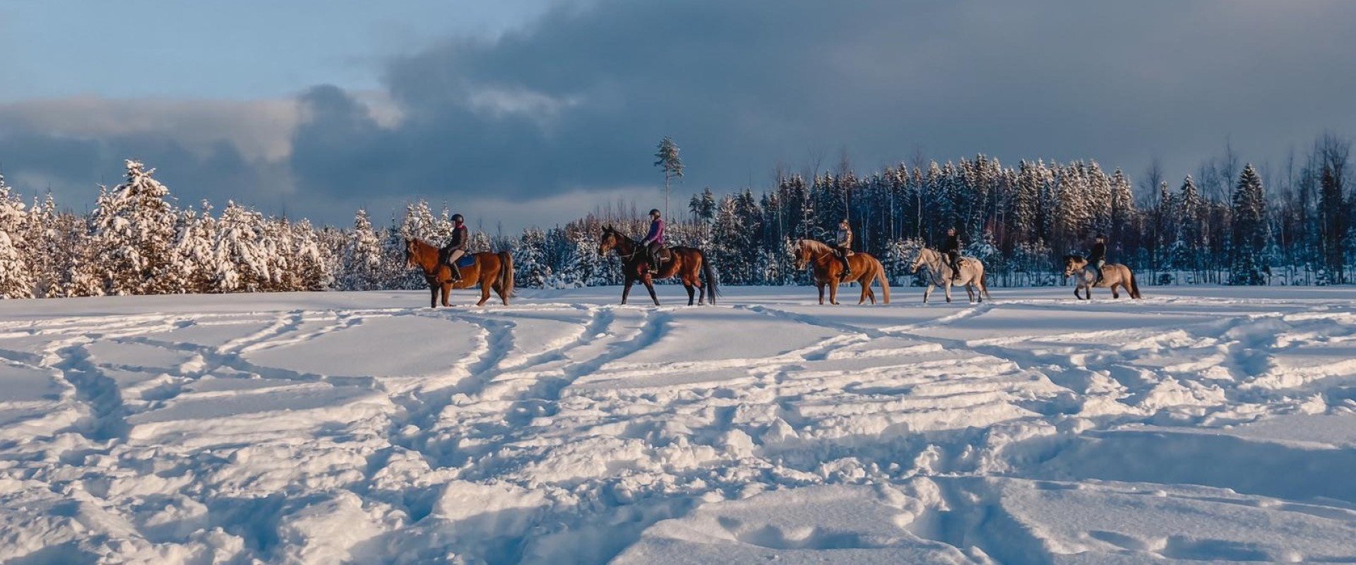 Hopoti - Pinsiön Ratsastuskoulu - Horses